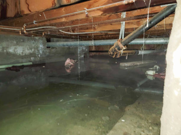 Best Basement water damage restoration  in Riviera Beach, MD